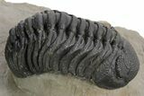 Spiny Walliserops Hammi Trilobite With Hollardops & Morocops #355819-7